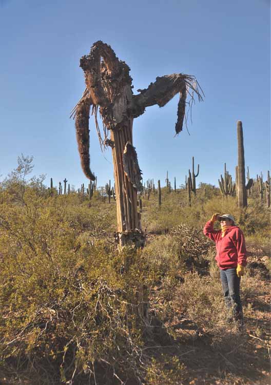 judi and saguaro skeleton